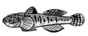Lebetus guilleti